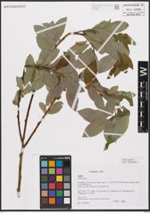 Foto von Salix caprea L.